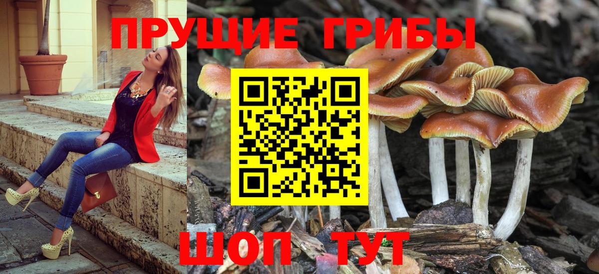 Галлюциногенные грибы Psilocybe Дзержинск